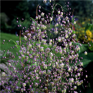 Thalictrum delavayi