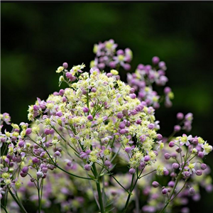 Thalictrum Elin