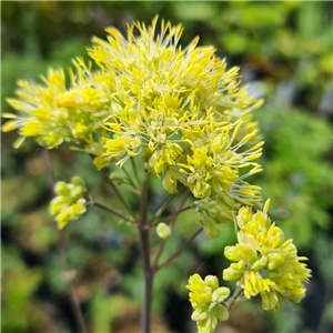 Thalictrum flavum ssp. glaucum