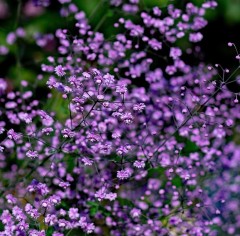 Thalictrum delavayii Hewitts Double