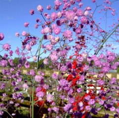 Thalictrum delavayii Hewitts Double