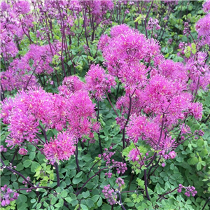 Thalictrum aquilegifolium Little Pinkie