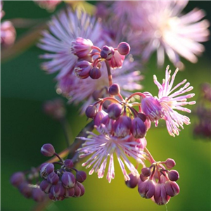 Thalictrum aquilegifolium Nimbus Pink