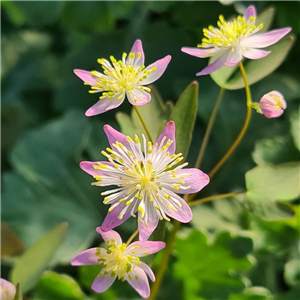 Thalictrum Nishiki