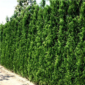 Thuja occidentalis Brabant