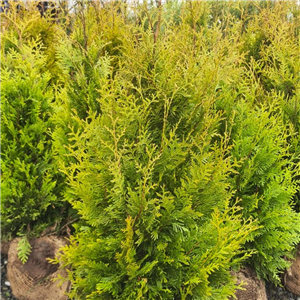 Thuja occidentalis Golden Brabant