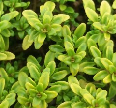 Herb Thyme Archers Gold