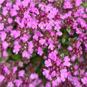 Thymus serpyllum Russetings