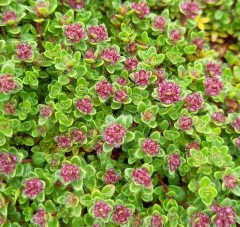 Thymus serpyllum Russetings