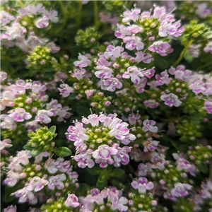 Thymus serpyllum Harley Bob