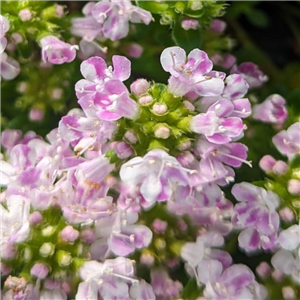 Thymus serpyllum Harley Bob