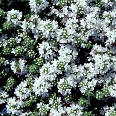 Thymus serpyllum Alba