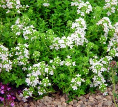 Thymus serpyllum Alba