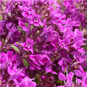 Thymus serpyllum Creeping Red