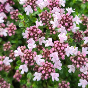 Thymus serpyllum Pink Chintz