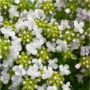 Thymus serpyllum Snowdrift