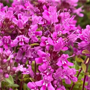 Thymus serpyllum Coccineus