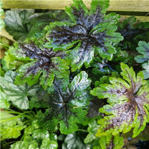 Tiarella Sugar and Spice