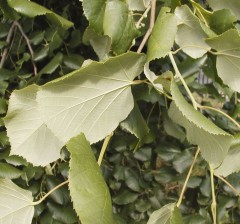 Tilia tomentosa Brabant