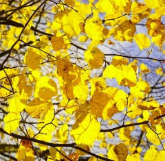 Tilia tomentosa Brabant