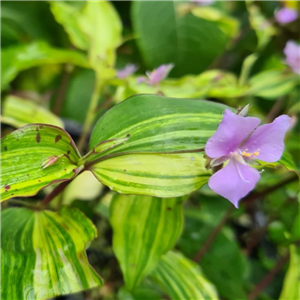 Tinantia pringlei variegated