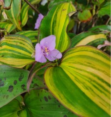 Tinantia pringlei variegated