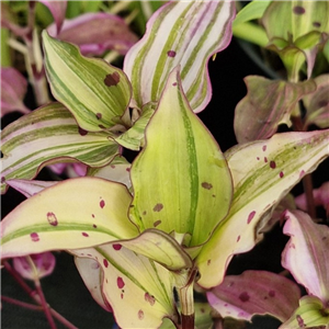 Tinantia pringlei variegated