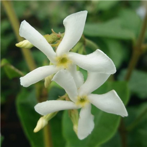 Trachelospermum asiaticum Majus