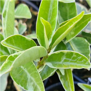 Trachelospermum jasminoides Variegata