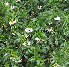 Trachelospermum asiaticum Rosy Shower