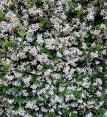 Trachelospermum jasminoides