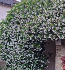 Trachelospermum jasminoides