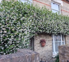 Trachelospermum jasminoides