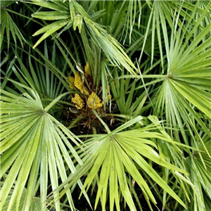 Trachycarpus fortunei