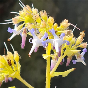 Trachystemon orientalis Sundew