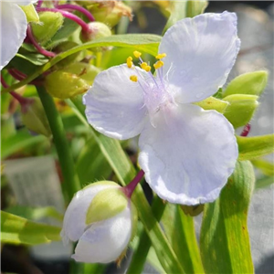 Tradescantia Osprey