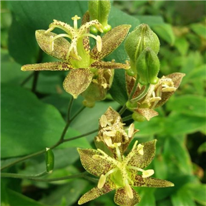 Tricyrtis latifolia