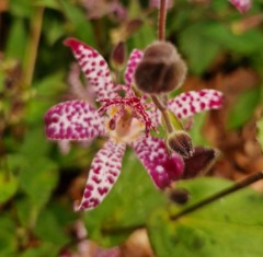 Tricyrtis Empress