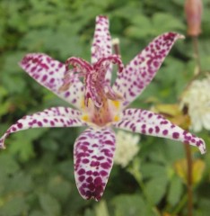 Tricyrtis Empress