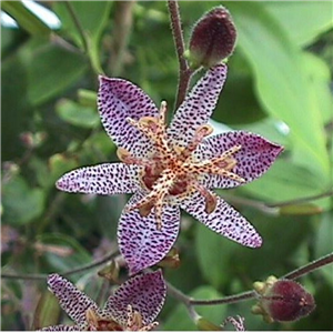 Tricyrtis formosana BSWJ355