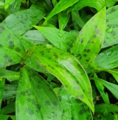 Tricyrtis formosana Ink Spot PB 09-1209