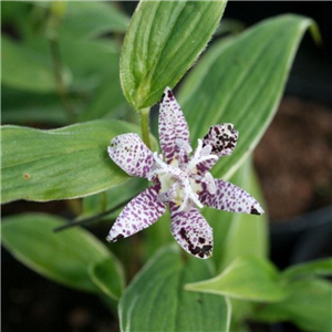 Tricyrtis hirta Variegata