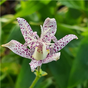 Tricyrtis hirta