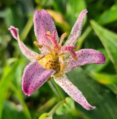 Tricyrtis formosana Ink Spot PB 09-1209