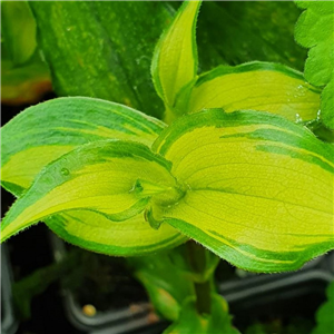 Tricyrtis formosana Kestrel