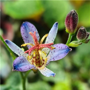 Tricyrtis formosana Lady Clarissa