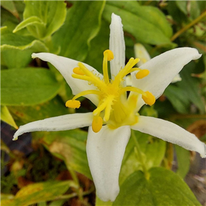 Tricyrtis lasiocarpa Alba