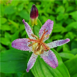 Tricyrtis ravenii