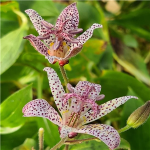 Tricyrtis Shimone