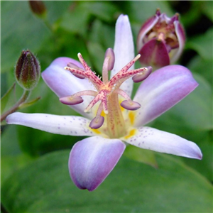 Tricyrtis Tojen